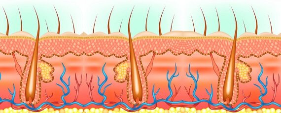 informacion sobre el pelo