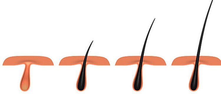 crecimiento del pelo